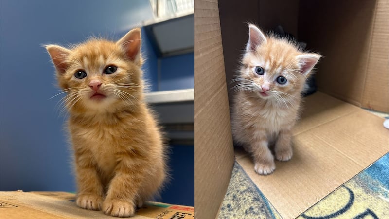 Kitten found wrapped in plastic bag, discarded in dumpster in Kentucky