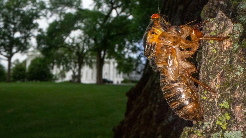 apocalipsis de cigarras en estados unidos