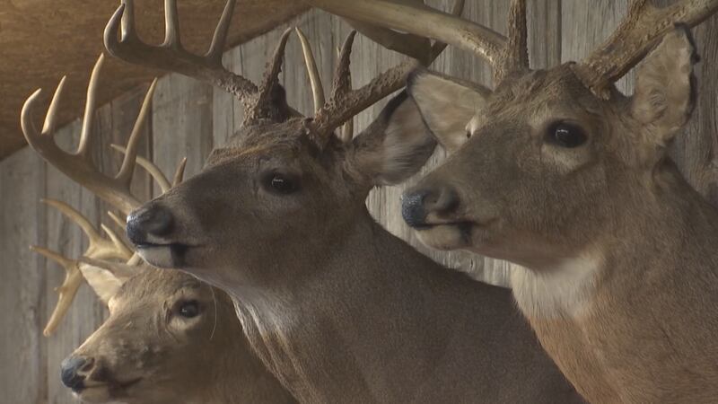 deer