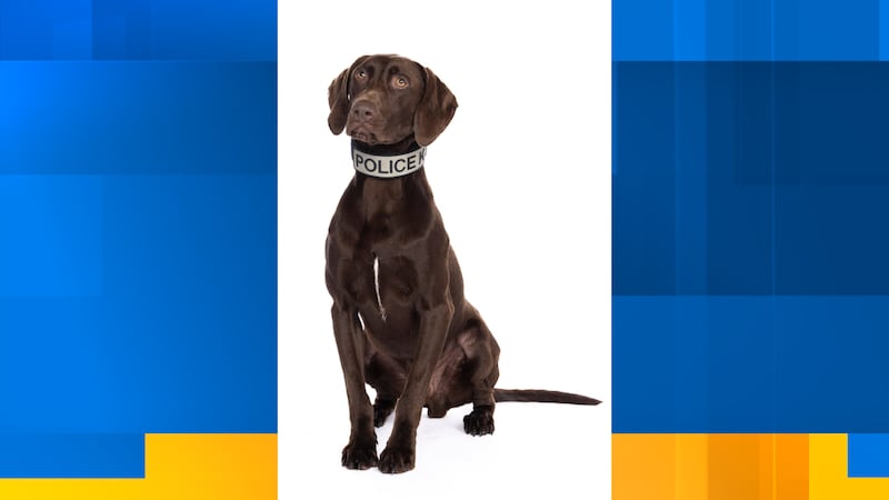 Perro policía de la Universidad de Knoville muere luego de ser atropellado