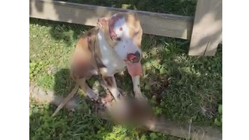 Police investigating after dog reportedly dragged by vehicle in Nashville