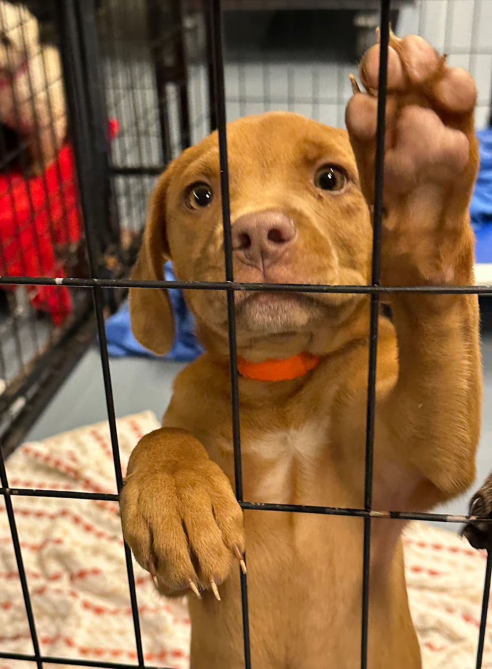 The Animal Rescue Corps says it has rescued more than 60 dogs from commercial breeders in...
