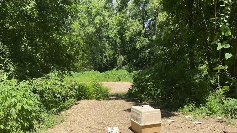 Más de 100 perros abandonados saturan refugio en Tennessee