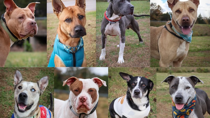 El refugio de perros en condado Maury busca familias para adoptar en estas fiestas