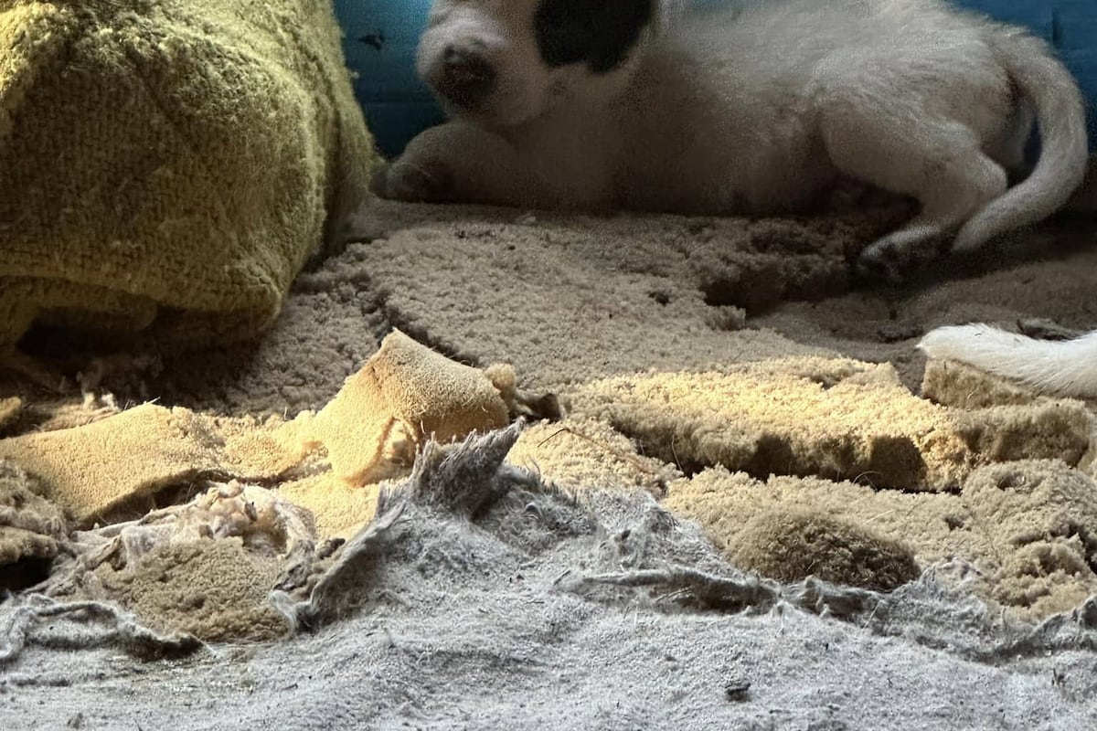 preloaded gallery image