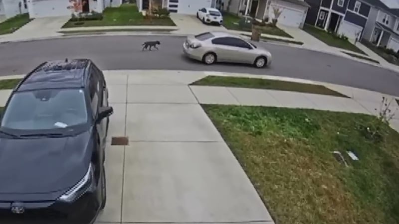 Encadenan a un perrito a un auto y lo obligan a correr varias cuadras en Nashville.