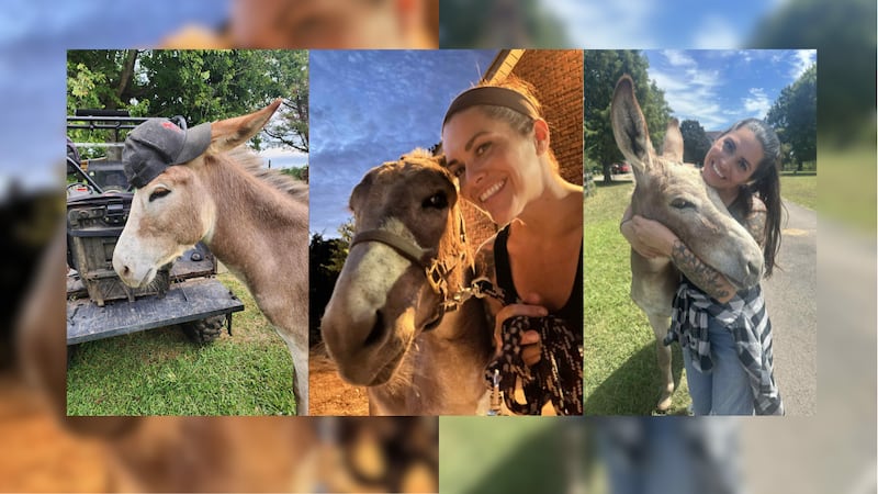 Mateo, el burro que escapó de su casa en Murfreesboro