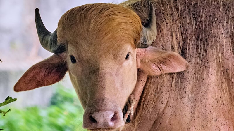 A rare albino buffalo fondly named after Donald Trump for its distinctive blond tuft kept in...