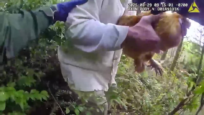 Arrestado luego de robar la gallina que su exnovia tiene de mascota, según la policía