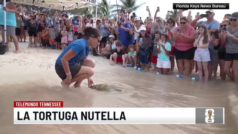 Liberan a Nutella, la tortuga que conmovió muchos corazones