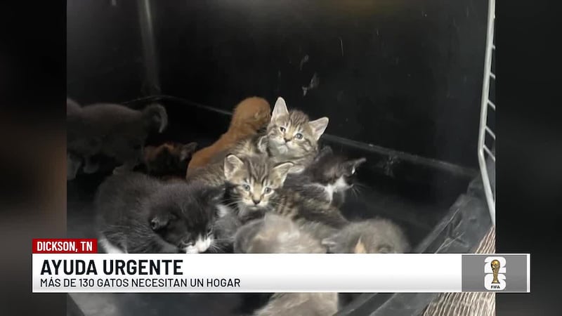 Autoridades piden ayuda urgente a la comunidad para salvar a 130 gatitos que fueron rescatados...
