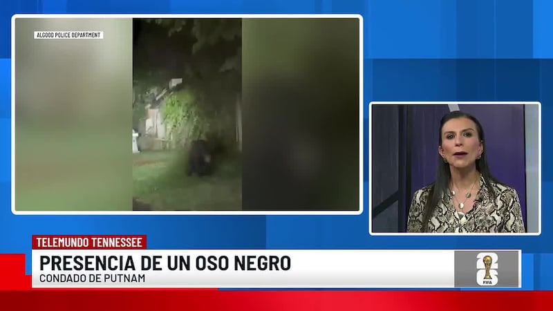 Nuevo avistamiento de un oso negro en el condado Putnam