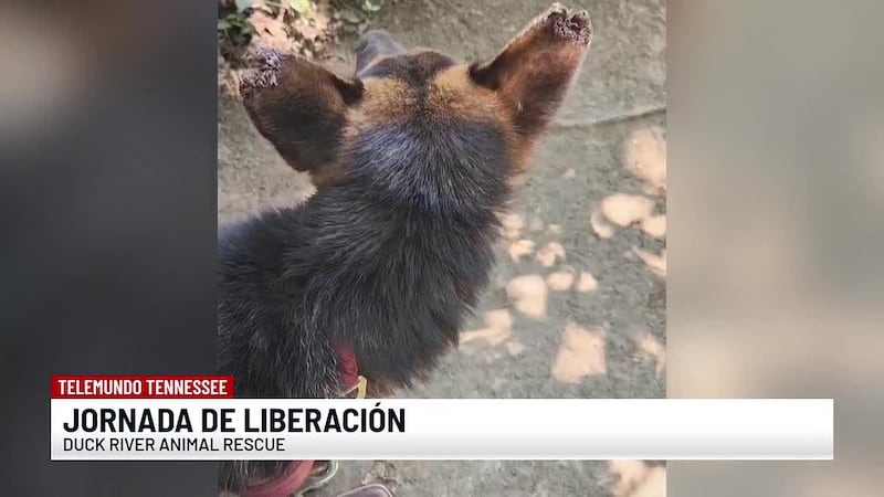 Rescatan animales en condiciones deplorables en el condado de Hickman